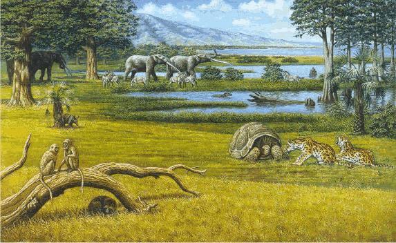 Era cenozoica 65 milioni di anni fa Periodi: paleocene, eocene, oligocene, miocene, pliocene. lo smembramento della Pangea è quasi concluso,s innalza la catena alpino himalayana.