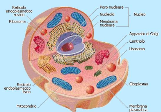 cellula animale Cellula vegetale I ragazzi vengono invitati a ricordare funzioni e