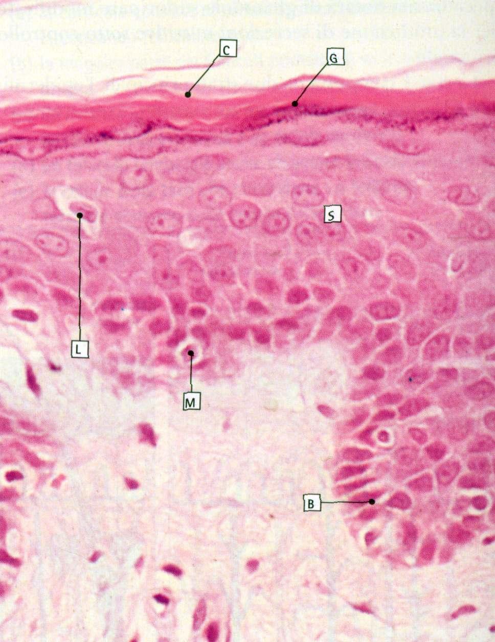 EPIDERMIDE STRATO CORNEO Cheratinociti