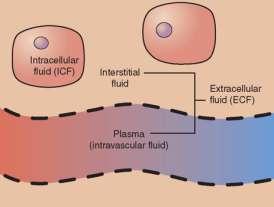 VOLUME DI DISTRIBUZIONE indica la capacità di penetrazione dei farmaci a livello dei tessuti.