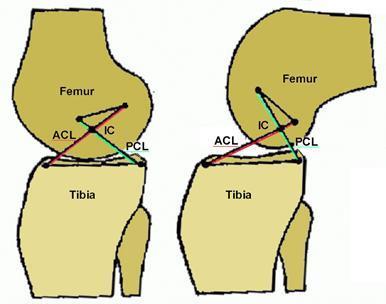 Principali funzioni dei legamenti crociati - Il legamento crociato posteriore (PCL) 1.