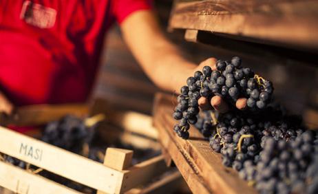 gradazione alcolica: 14,5% vol. vita sullo scaffale: 10-15 anni Il nome Grandarella ricorda l acino (grano) di uva appassita su graticci (arele).