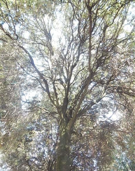 Pianta n 7 Via C. Battisti Classe B Specie Quercus ilex D 38 h.