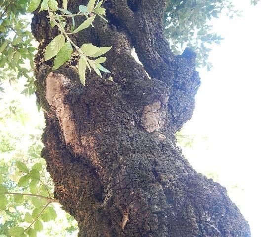 Pianta n 35 Via C. Battisti Classe D Specie Quercus ilex D 32 h.