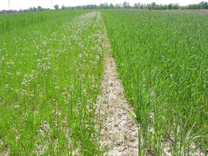 confronto Densità di semina kg/ha kg/ha loiessa rucola 25 8 orzo rucola 140 8 segale rucola 140 8 avena rucola 140 8 triticale rucola 140 8 loiessa rafano