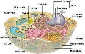 La ricerca degli Anticorpi anti-nucleo nucleo (ANA) rappresenta una delle indagine di I livello per la diagnostica delle malattie autoimmuni non organo specifiche Il