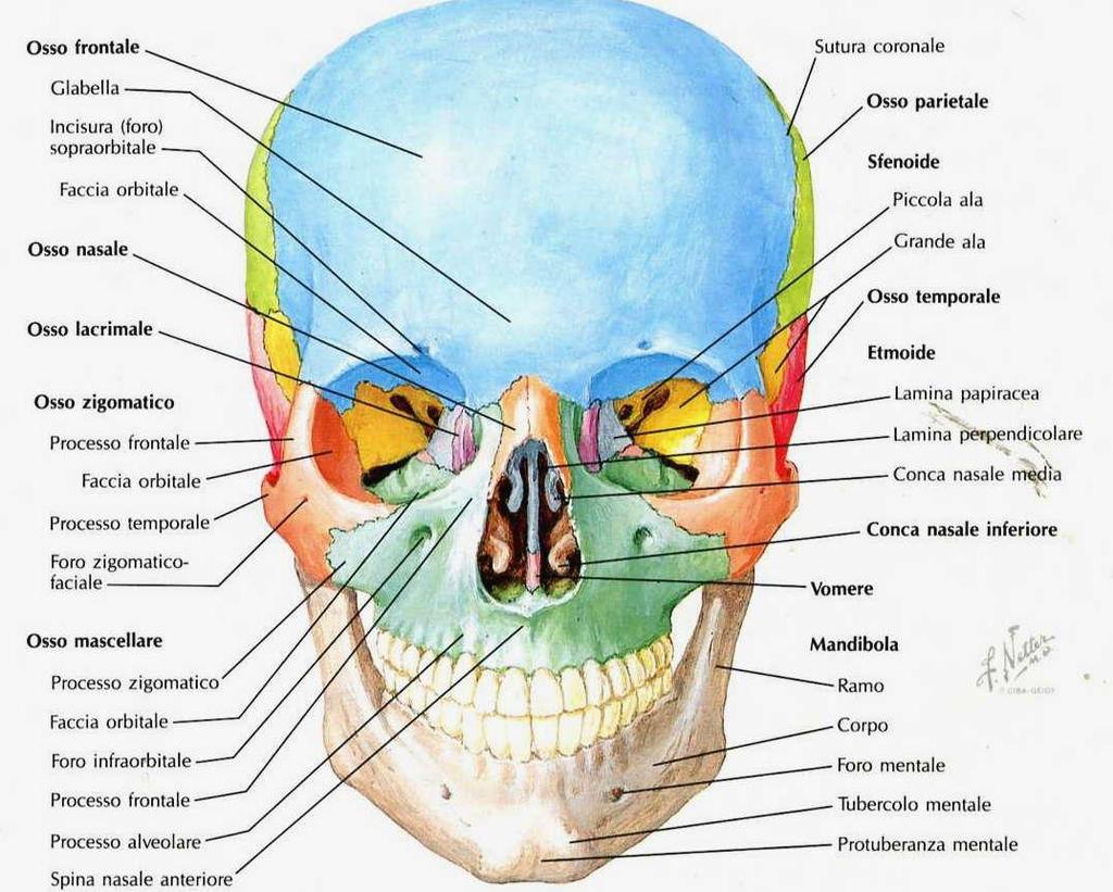 Frontale forma parte anteriore della volta cranica; sostiene parte della cavità