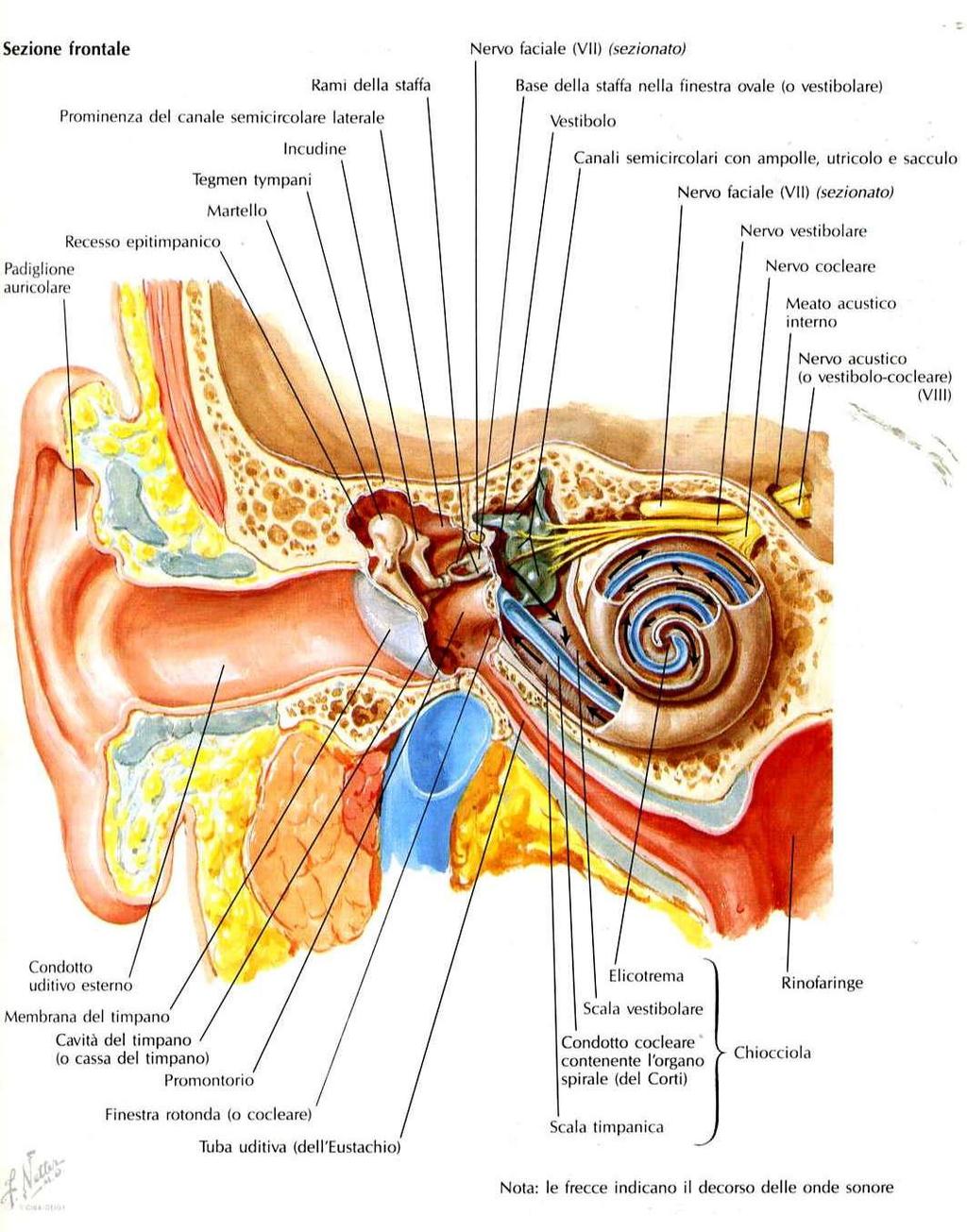 VIII paio di nervi cranici Orecchio (esterno, medio, interno): la maggior parte all interno dell osso