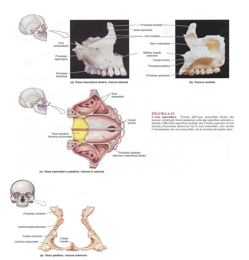 Splancnocranio Martini, Timmons Anatomia Umana Capitolo 6 Mascellare Osso pari con controlaterale forma l arcata alveolare superiore Si distinguono un corpo