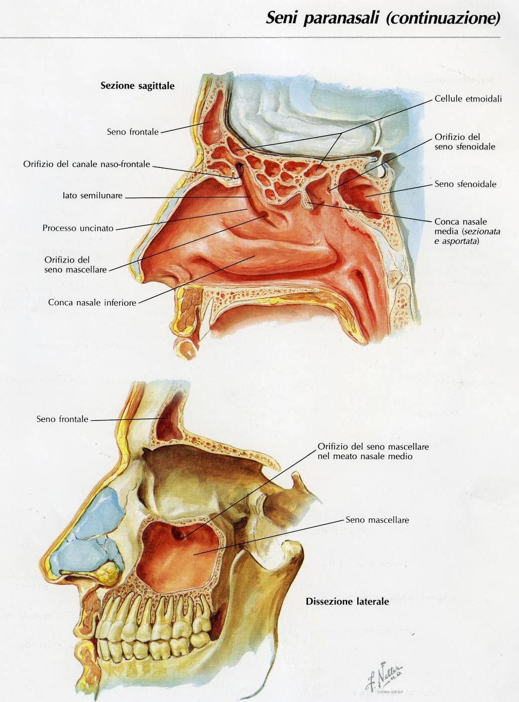 SENI PARANASALI Piccole cavità scavate nelle ossa pneumatiche ripiene di aria che comunicano con le cavità nasali
