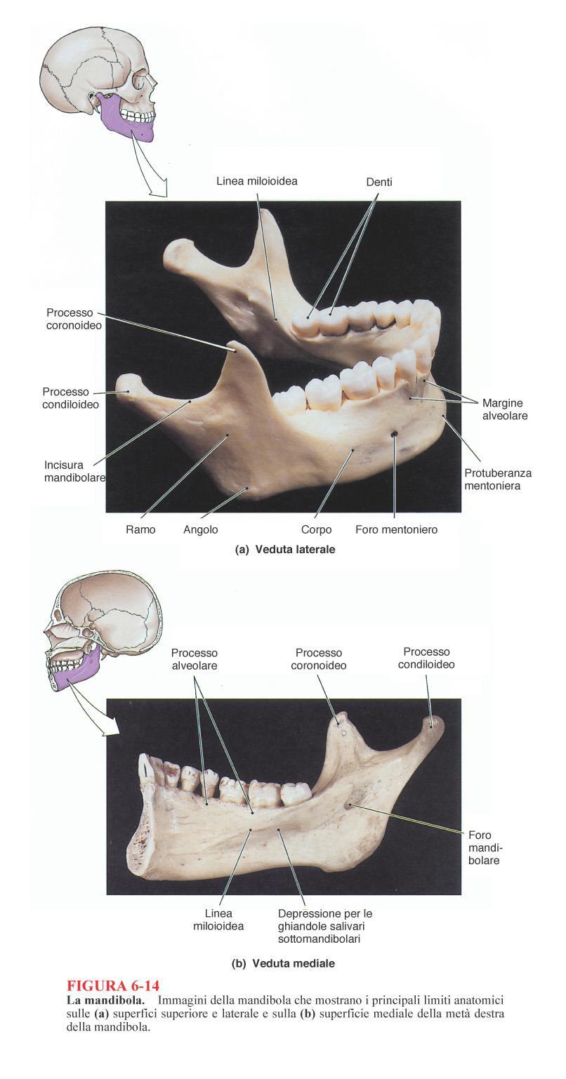 Mandibola osso impari, parte inferiore della faccia -Si articola con il temporale ATM unica