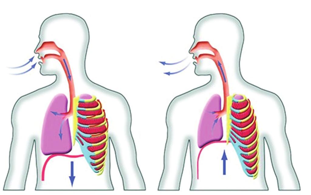 A B C delle Tecniche di Rianimazione polmonari, passa nel sangue scambiandosi con l anidride carbonica.