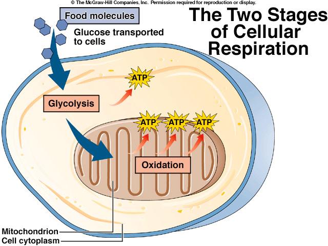 Molecole di cibo Glucosio trasportato all interno della cellula I due