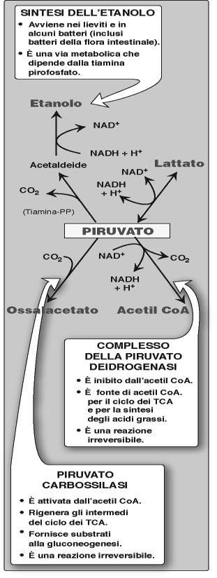 glucosio in lattato anche in condizioni aerobiche 3) In alcuni tessuti di piante in alcuni