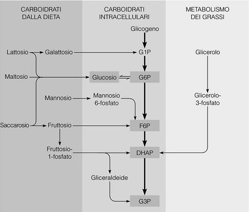 PROTONICO TRANS-MEMBRANA Molti altri