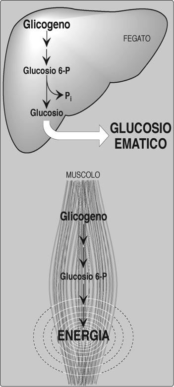 Il glicogeno del muscolo rappresenta una sorgente rapidamente disponibile per la cellula. Nel fegato rappresenta una fonte per l omeostasi di glucosio del sangue nell intervallo tra i pasti.