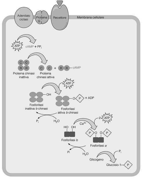 Glucosio 1-fosfato fosfoglucomutasi glucosio 6-fosfato La MOBILIZZAZIONE DEL GLICOGENO così come la GLUCONEOGENESI producono forme fosforilate che non possono uscire dalla cellula epatica.