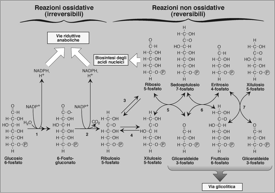 GPD idrolasi PGD isomerasi Produce NADPH e ribosio 5-fosfato Formazione di NADPH per la sintesi di acidi grassi e degli steroli Glucosio 6-fosfato + 2NADP + + H 2 O Biosintesi dei nucleotidi e degli