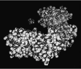 1 Esochinasi fosforila il glucosio intrappolandolo nella cellula infatti il glucosio 6-fosfato non può uscire dalla cellula.