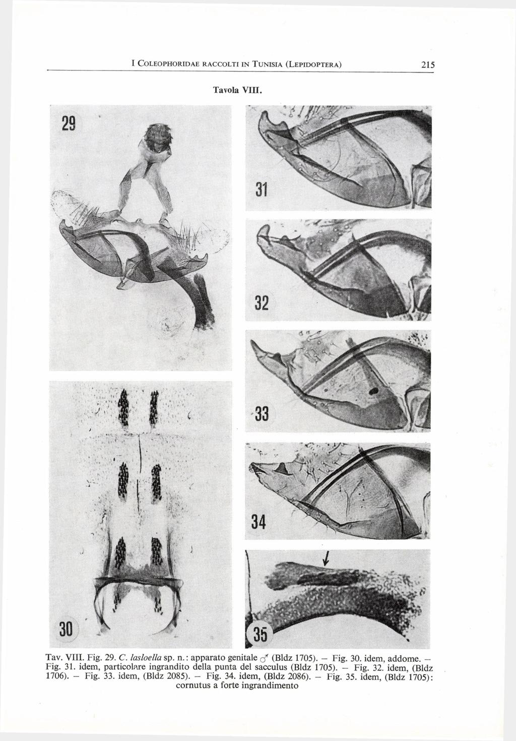 Távola V I I I. Tav. V I I I. Fig. 29. C. lasloella sp. n. : apparato genitale rf (Bldz 1705). - Fig. 30. idem, addome. Fig. 31.