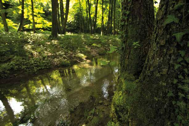 sopravvivenza di diverse specie di anfibi (molte delle quali di rilevante interesse