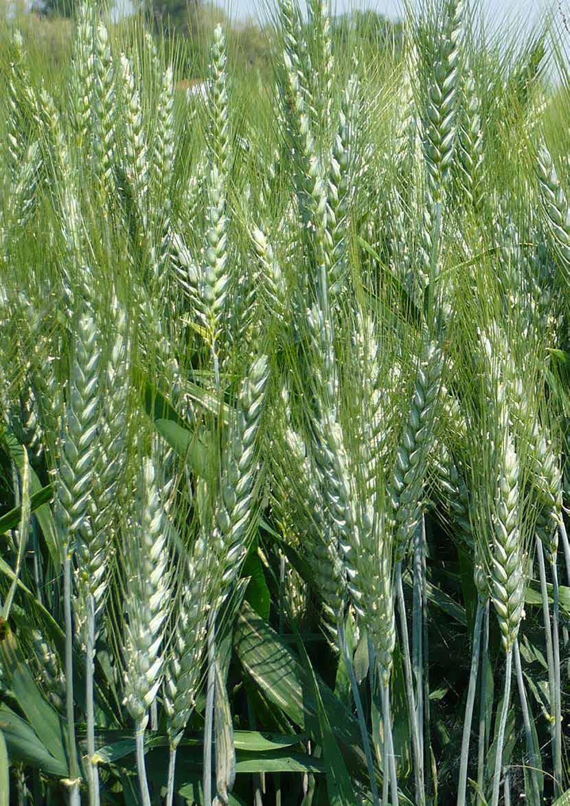 FRUMENTO TENERO PANIFICABILE FERIA medio-alta tardivo panificabile FRUMENTO TENERO FRUMENTO