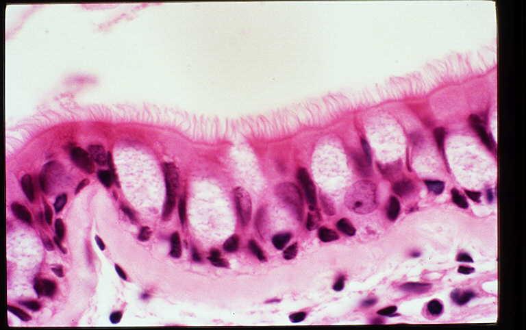 ciliati Enzimi salivari