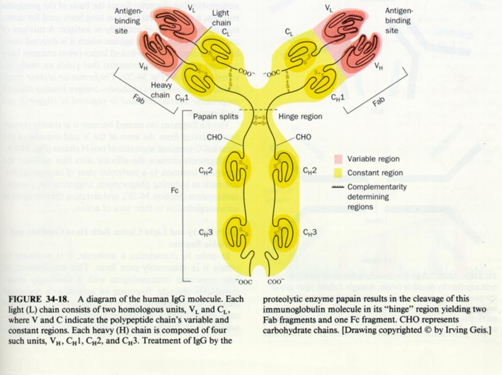 Immunologiche