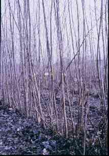 Short Rotation Forestry (S.R.F.) - coltivazione, di specie forestali a rapido accrescimento (pioppi, salici, robinia, ontano, eucalipto, ecc.