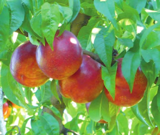 pesco quali ad es. Cidia (Grapholita molesta); Eulia (Argyrotaenia ljungiana) ec. nonché la Mosca mediterranea della frutta (C.