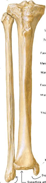 1.2. STRUTTURA OSSEA DELLA GAMBA 2 condilo Sporgenza ossea di forma rotondeggiante o elissoidale appartenente ad un articolazione e la cui funzione è di permettere i movimenti dell osso con cui si