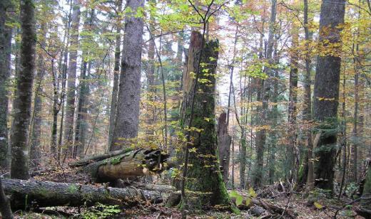 Materiali e metodi: analisi dei dati Variabilità TRA FORESTE Indici strutturali Alberi