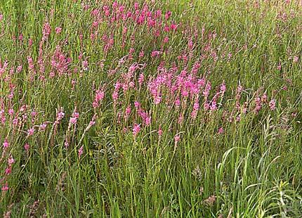 Lupinella 2 (*) PIANTA: EPOCA DI FIORITURA 1 MOLTO