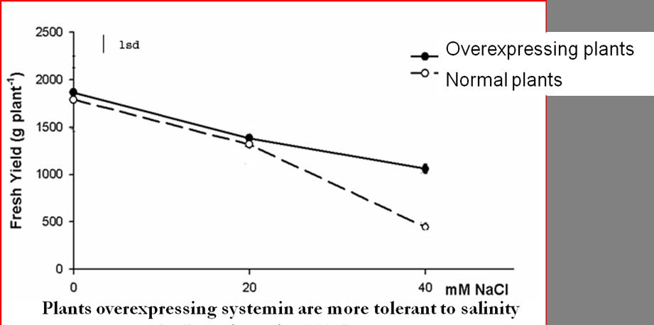 Sistemina: Stress biotici Peptide altamente mobile Hormone-like + Sistemina Interviene nella risposta della pianta a stress wounding (insetti, ferite.