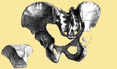 Anteriormente sono congiunte con un articolazione fibrocartilaginosa (sinfisi