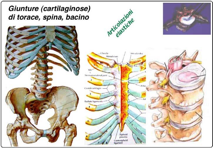 Articolazioni Le giunture tra le ossa sono essenzialmente di tipo elastico o di tipo mobile.