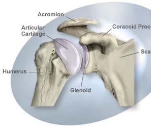 Clavicola e scapola sono connesse con le articolazioni acromiali relativamente limitate. La scapola porta il braccio.