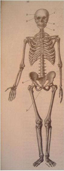 sempre contratti muscolatura antigravitaria 5 Le ossa sono organi di varia forma e volume,dotati di grande resistenza meccanica.