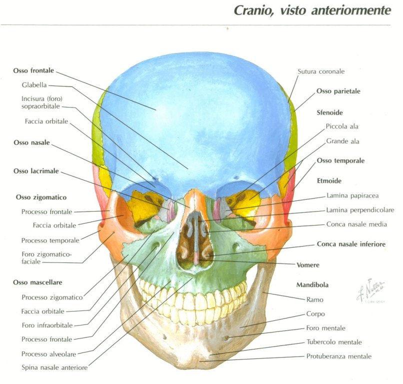 Le ossa non sono elementi statici, ma subiscono un continuo processo di rimaneggiamento, frutto dell equilibrio fra due processi: apposizione di nuovo osso ad opera dei cellule definite osteoblasti e