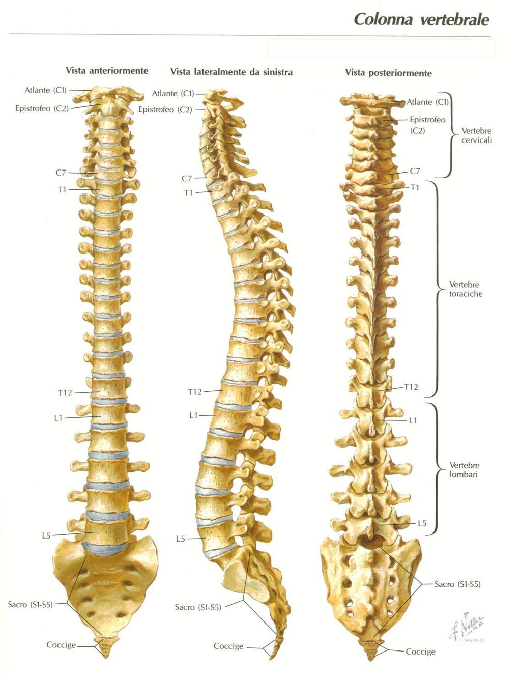 La colonna vertebrale è la struttura portante dell apparato locomotore, da sostegno al capo, consente l aggancio dei quattro arti ed è