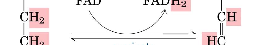 Tappa 6. Formazione del fumarato: reazione di ossidazione del succinato a fumarato; catalizzata dalla succinato deidrogenasi.