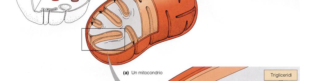 enzimi del Ciclo di