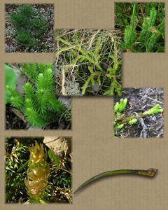 SELAGINELLACEAE Piante in maggioranza terrestri, erbacee e perenni, alte meno di 2 cm. Fusti eretti o striscianti.