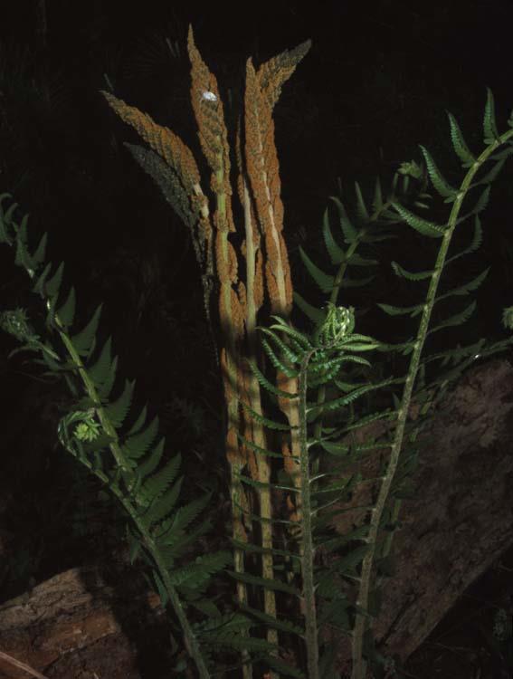 OSMUNDACEAE Terrestri.