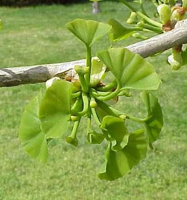 Ginkgo GINKGOACEAE Alberi alti sino a 30 m, con chioma più o meno asimmetrica e corteccia grigia solcata.