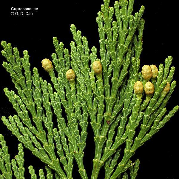 CUPRESSACEAE Alberi o arbusti ; legno e foglie spesso aromatici Microsporangi 2-10 sulla superficie abassiale del microsporofillo;