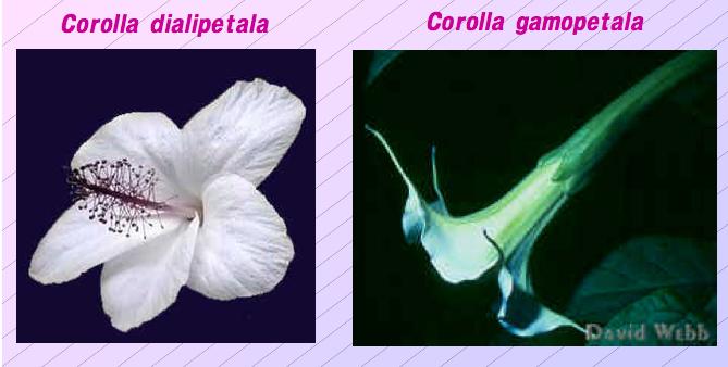 A seconda che i petali siano o meno uni;, la corolla è dela gamopetala o dialipetala.