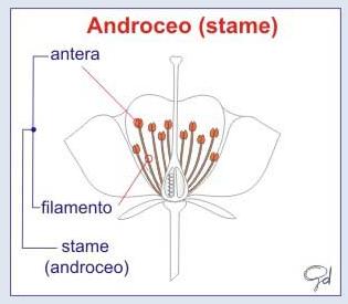 Androceo L androceo è cos;tuito dagli stami, che si compongono di una parte basale sterile, dela filamento e di una fer;le dela antera.