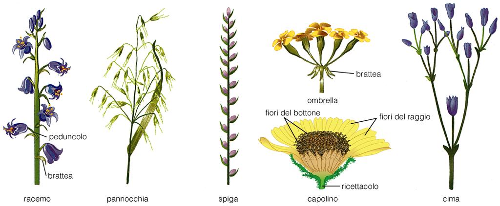 Pannocchia: Un racemo composto (ramificato a sua volta) Spiga: l asse principale dell infiorescenza è allungato, come in un racemo ma i fiori non sono peduncola; Amento (gakno): spiga che presenta