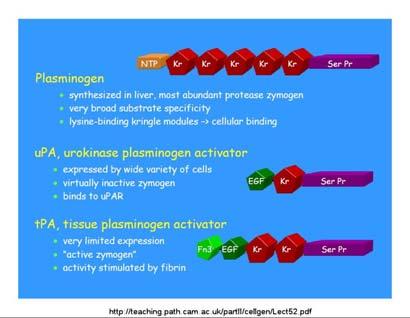 RUOLO DEGLI ATTIVATORI DEL PLASMINOGENO NELLA RIMODULAZIONE DELLA MATRICE Gli attivatori del plasminogeno (Pas), in particolare quelli di tipo urochinasi (u-pa) e di tipo tissutale (t-pa) sono serina